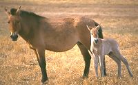 mare_foal